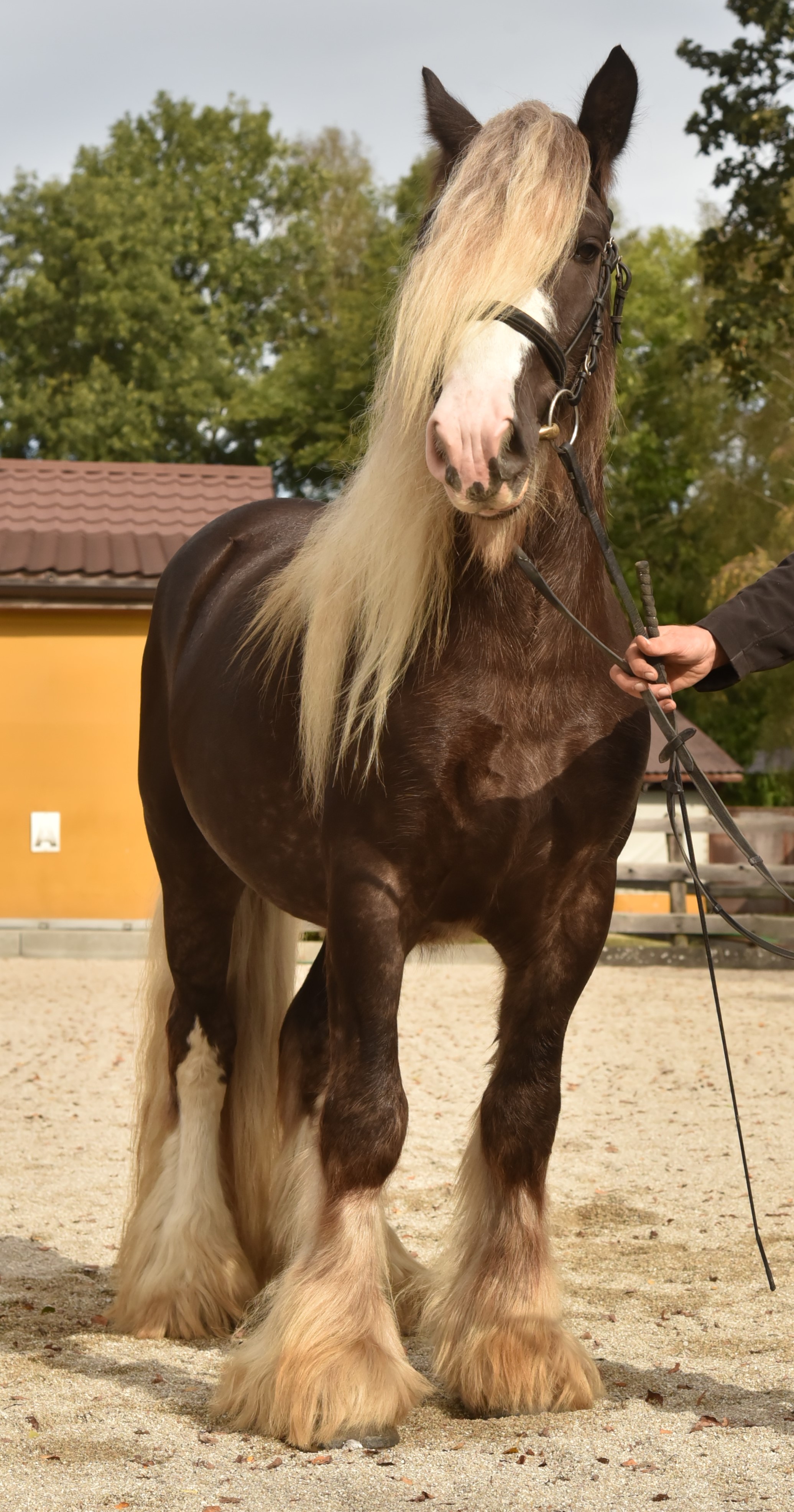 Limited Edition of Balinka